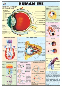 Chart Of Human Eye