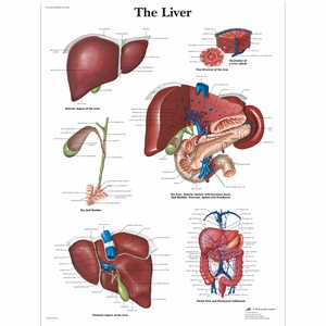 Chart Of Human Liver