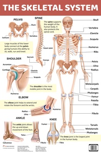 Chart Of Human Skeletal System