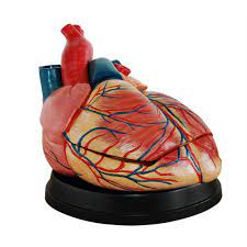 Human Heart Model Large Size