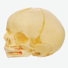Infant Skull Model Gd/A11115