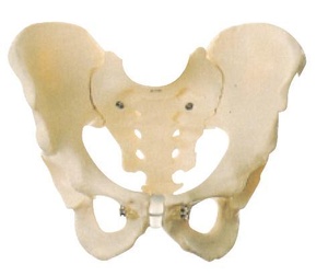 Male Pelvis Bone Model Gd/A11127