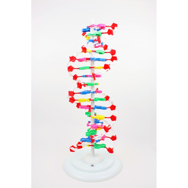 [86887458] Model Of DNA 65cm