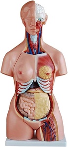 Unisex Torso Model 85Cm with 23 parts